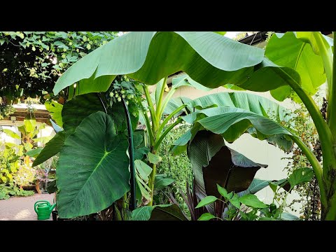 Jak wygląda mój OGRÓD po urlopie w ostatnich dniach sierpnia 🍅🥒🍉🌶️🌴