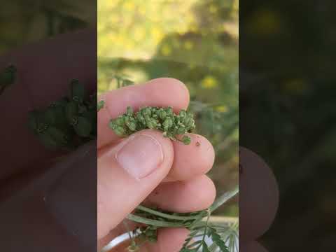 Poison Hemlock - Conium maculatum