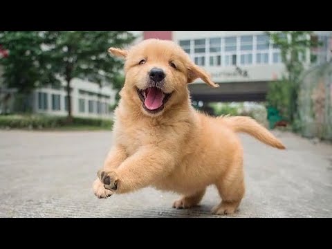 Les chiens Golden retrievers nous font toujours rire !
