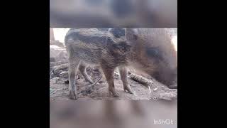 Download lagu suara pangil babi. hutan 100%ampuh mp3