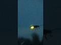 firefly bug lighting up #fireflies #beetles #summer2023