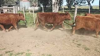28 Vaquillonas de 270 kg - Vittori Ercazti - Plaza Ganadera