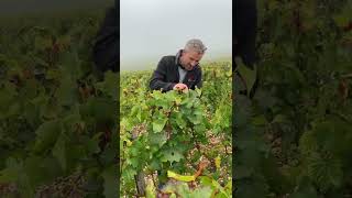 YouTube: William Fèvre Chablis Les Clos Grand Cru