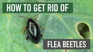 How to Get Rid of Flea Beetles [4 Easy Steps!]