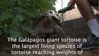 preview picture of video 'African Spurred Tortoise'