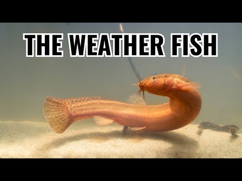 Pĺž dojo (Misgurnus anguillicaudatus) — video o chove a starostlivosti