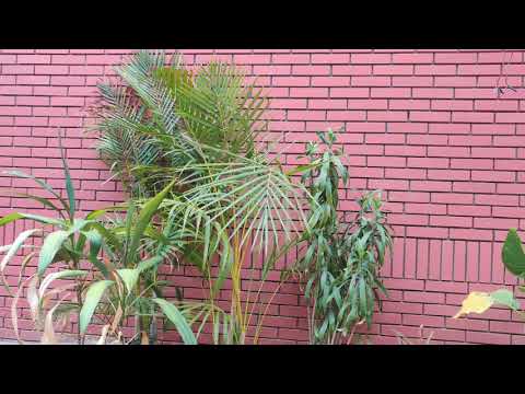 Karan Singh success story