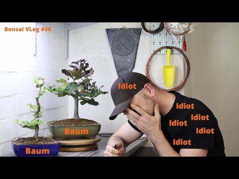 Ein weiterer Baum in einer Schale - Blut Buche (Fagus sylvatica "Purpurea") | Bonsai Vlog #56