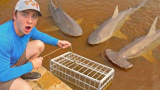 Trapping MONSTER Sharks For My BACKYARD POND!