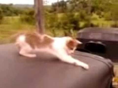 Funny CAT