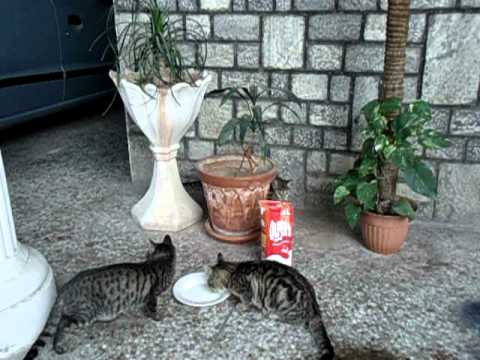 Cats with Javaid and Momeena.AVI