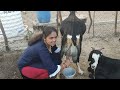 Intresting Funny Goat Milking By Hand Village Life Vlog Family Vlog With The Recipe Of Chakli