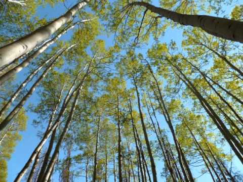 Sretensky Monastery Choir - Oh, You Wide Steppe