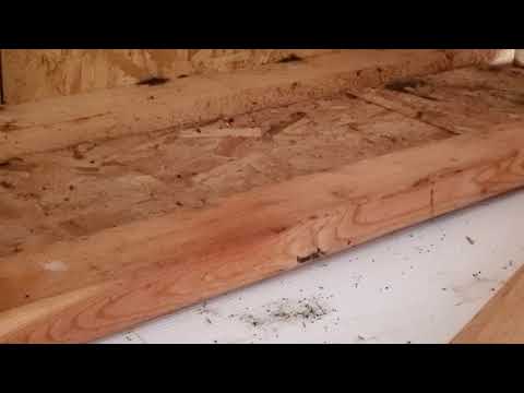 Outside Shed Full of Ants in Toms River, NJ