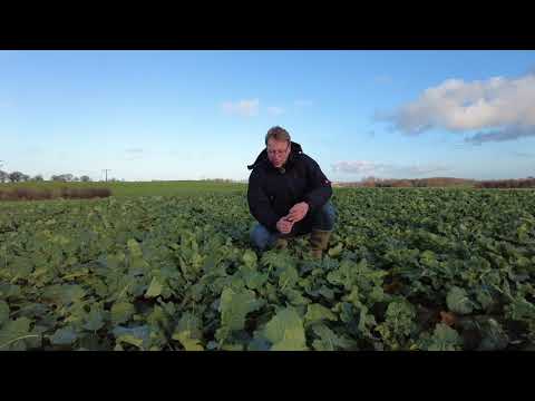 Rapserdfloh-Kontrolle