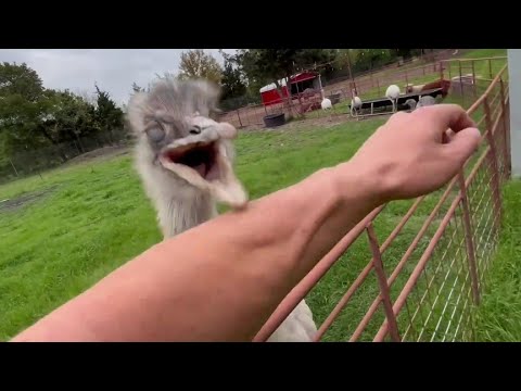 Kevin Miscalculated His Attack Today