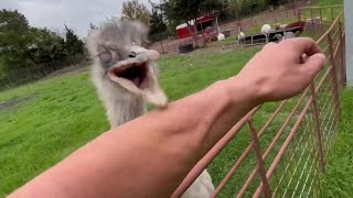 Download lagu Kevin Miscalculated His Attack Today mp3 Download lagu Kevin Miscalculated His Attack Today mp3