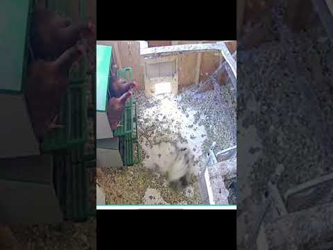 Un visone attacca le galline: guarda come va a finire