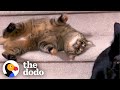 Cat Rolls Down The Stairs 5x A Day | The Dodo Cat Crazy
