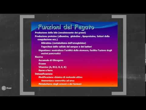 Lezione sul fegato