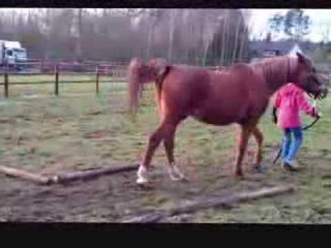 VDB Arabians horse whisperer