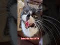 Cute Tuxedo Cat Meows