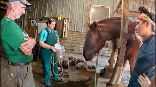 EARL IS SICK // What is wrong with our Suffolk Punch horse???! #851