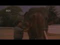 Elephant Save Ambarish Life From Police Best Scenes Of Vijaya Khadga Kannada Movie