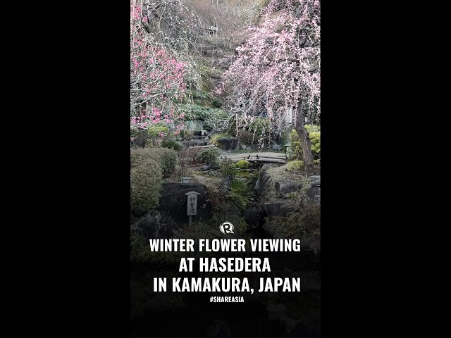[WATCH] #ShareAsia: Winter flower viewing at Hasedera in Kamakura, Japan