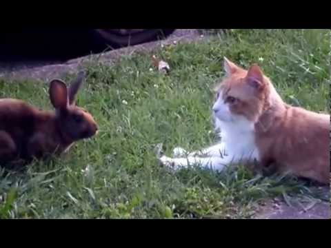 Cattrick Swayze esq. meets Saddam Hussein the Rabbit