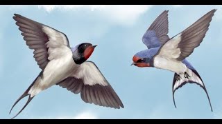 Download lagu SUARA WALET TERBAIK 2021 / BEST AUDIO 2021 mp3