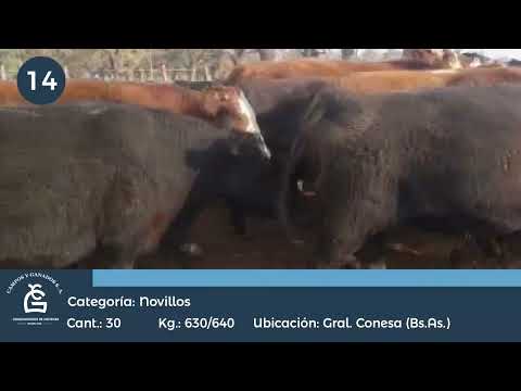 Lote Novillos UE Hilton - Conesa, San Nicolas Bs As
