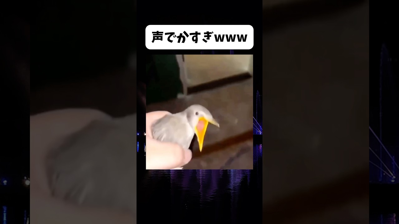 声デカすぎるwww