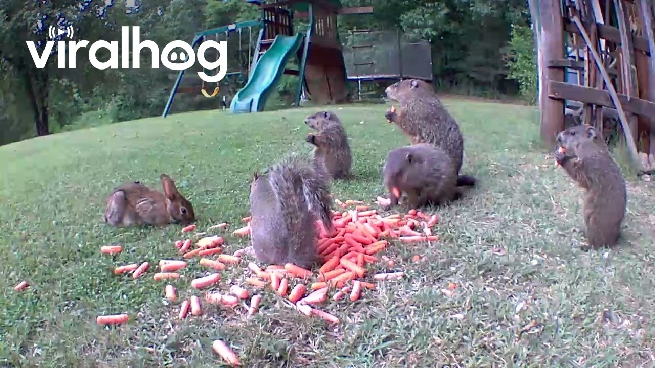 Baby Groundhogs, Rabbits, and Squirrels Eating Carrots Together || ViralHog