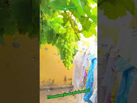 Poda no meu pé de uvas em Jatobá PE. #pernambuco #jatoba #uvas