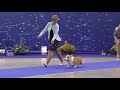 At The Russian WCP Club National Specialty Show 2018 Male Champion