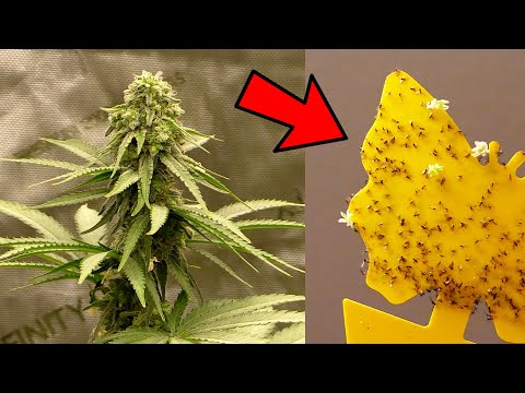 How I Battled Fungus Gnats - AND WON!