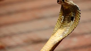 Змеи — неприкасаемая красота