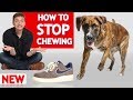How To Stop Your Dog From Chewing
