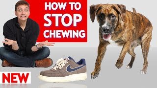 How To Stop Your Dog From Chewing!