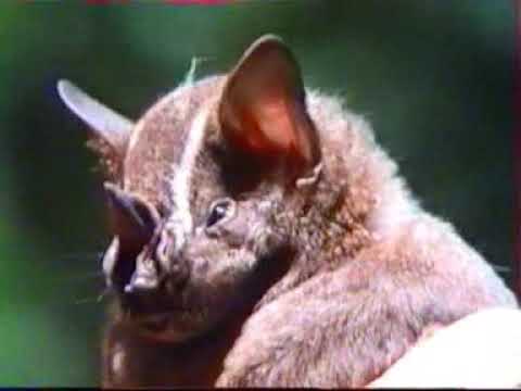 The Adventure of Plants 1986 Episodes 01 & 02