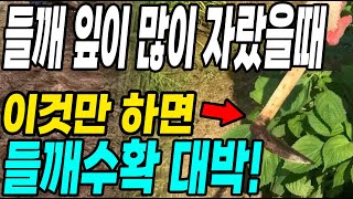 들깨 잎이 많이 자랐을때 이것만하면 들깨수확할때 대박! 깨가 쏟아집니다