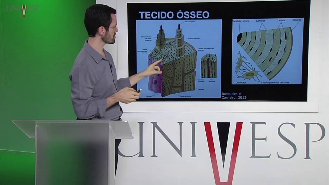 Células e Tecidos - aula 25 - Biologia do tecido conjuntivo:  tecido ósseo