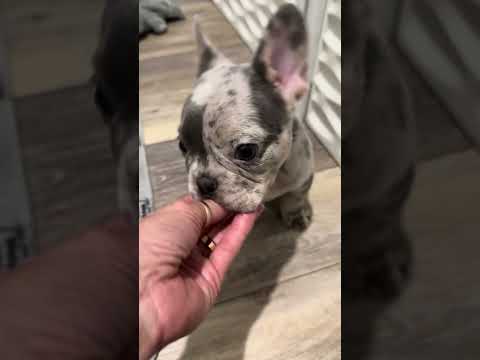 Video 4