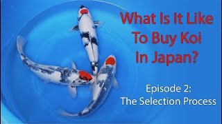 What Is It Like To Buy Koi In Japan Episode 2 - The Selection Process
