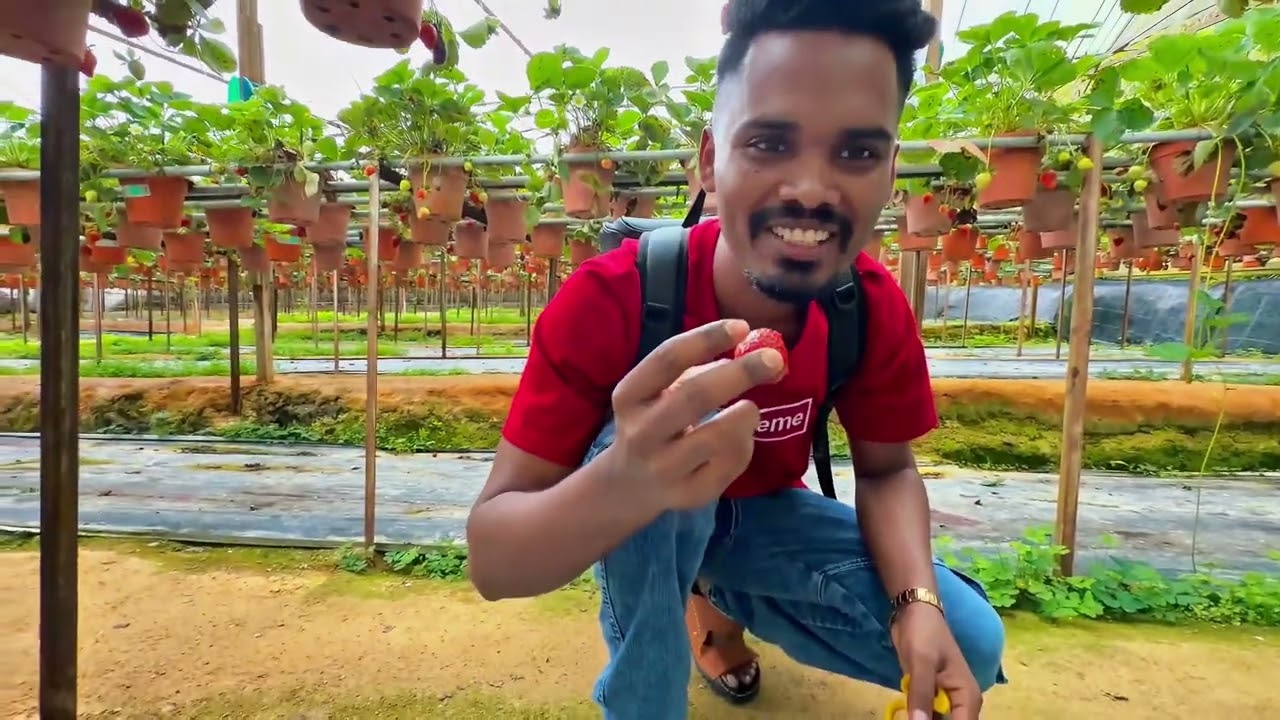 Cameron Highlands Strawberry Farm Tour 🍓 | Big Red Strawberry Farm Malaysia 🇲🇾 | AR DREAM JOURNEY |