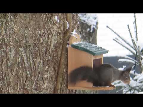 StaffanT Ekorrmatare