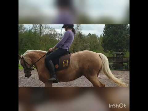 Das Signum Omega Innovation Pad Freedom im Test für Ponys