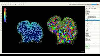 Semi-automatic parent labelling in MorphoGraphX