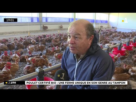 A Terrain Fleuri, l'élevage de poulets fermiers de Jean-Bernard Hoarau est certifié bio
